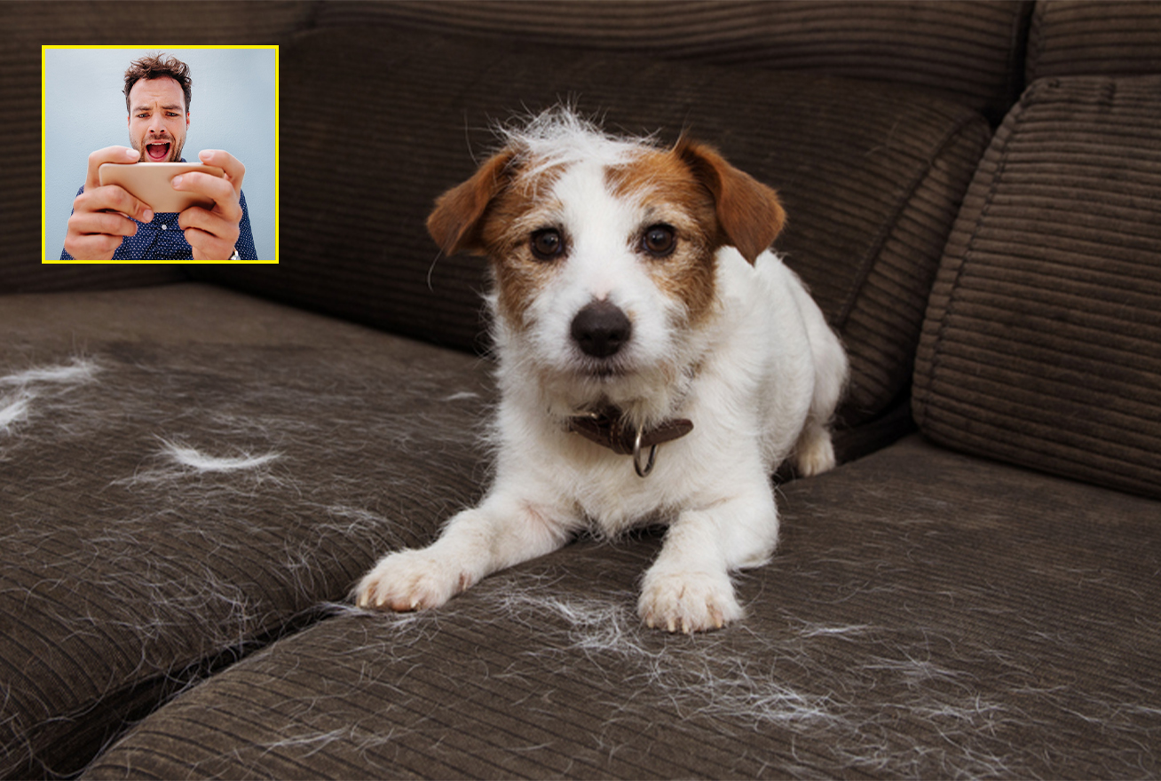 Pet owner talking through camera to naughty dog on couch